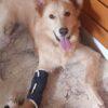 Kora - 9 mesi (nata indicativamente il 6 Febbraio 2024)  - Simil Golden Retriever  - Taglia: Media   Foto 4